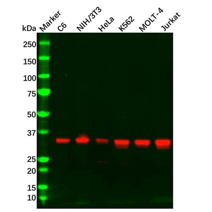 Recombinant PACT/PRKRA Antibody -    by Aladdin Scientific