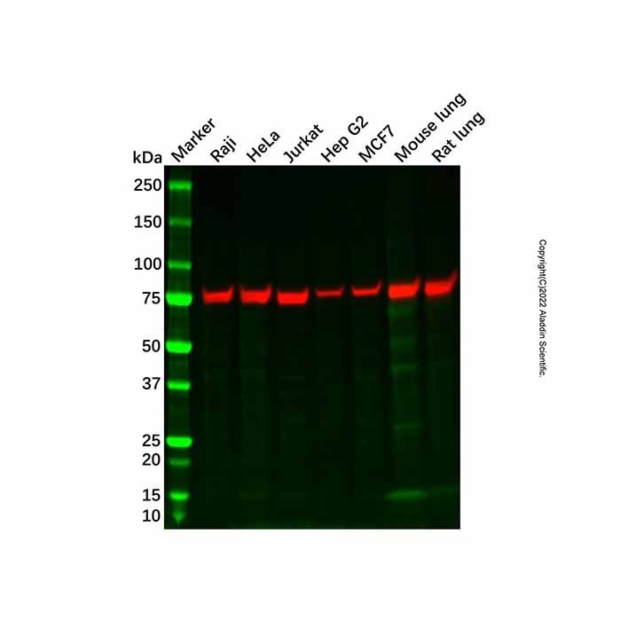 Recombinant PAG1 Antibody -    by Aladdin Scientific