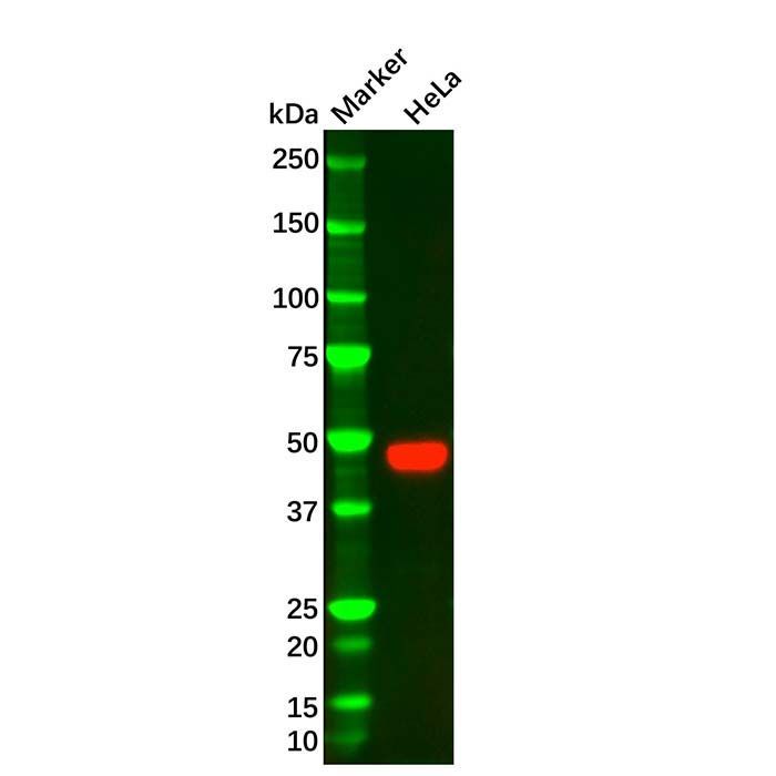 PAI1 Mouse mAb -    by Aladdin Scientific