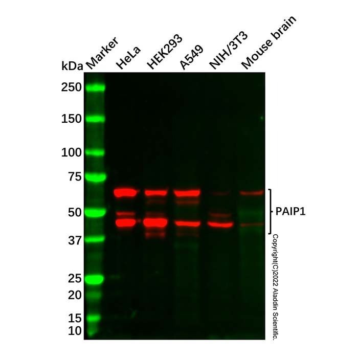 Recombinant PAIP1 Antibody -    by Aladdin Scientific