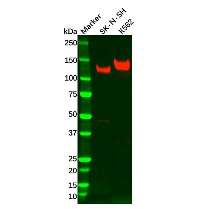 TrkA Antibody -    by Aladdin Scientific