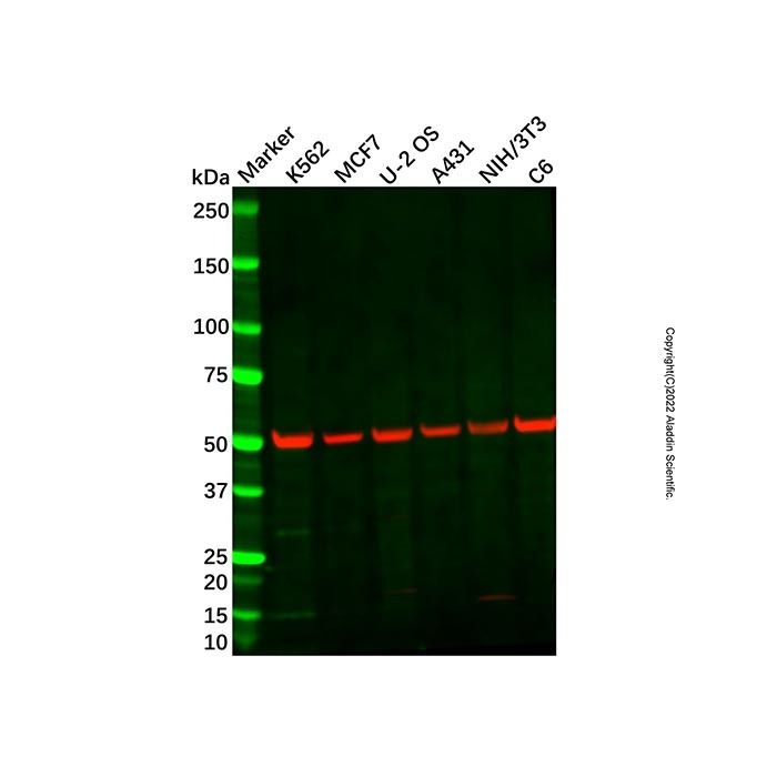 Recombinant Pannexin 1 Antibody -    by Aladdin Scientific