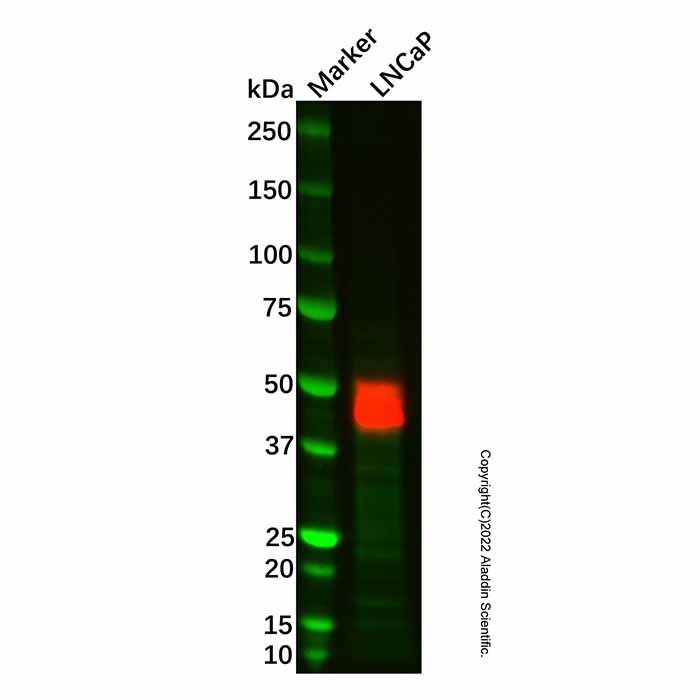Recombinant PAP Antibody -    by Aladdin Scientific