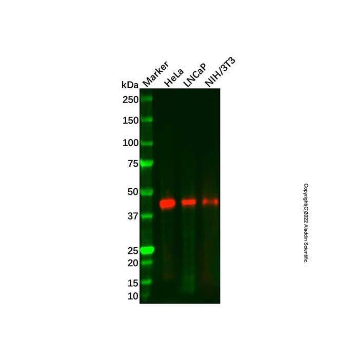 Recombinant PAR4 Antibody -    by Aladdin Scientific