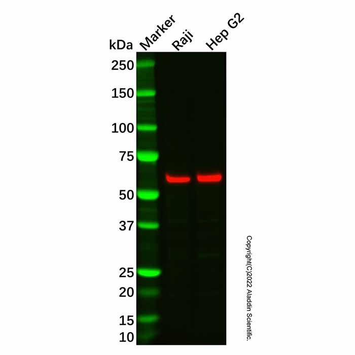 Recombinant PARP2 Antibody -    by Aladdin Scientific