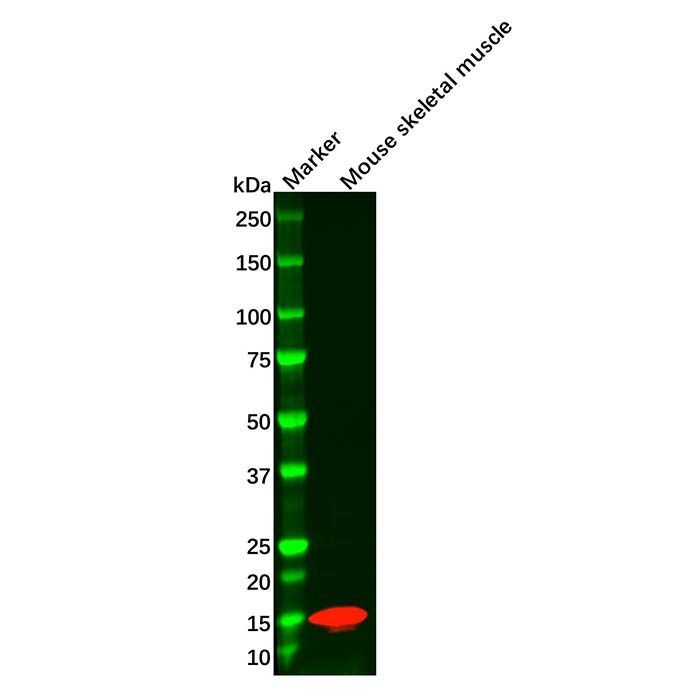 Recombinant Parvalbumin Antibody -    by Aladdin Scientific
