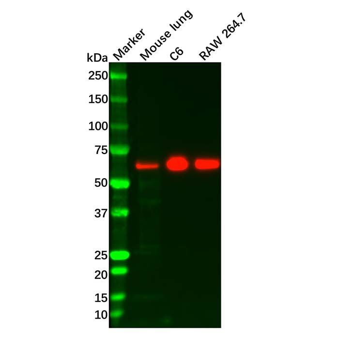 Recombinant Paxillin Antibody -    by Aladdin Scientific