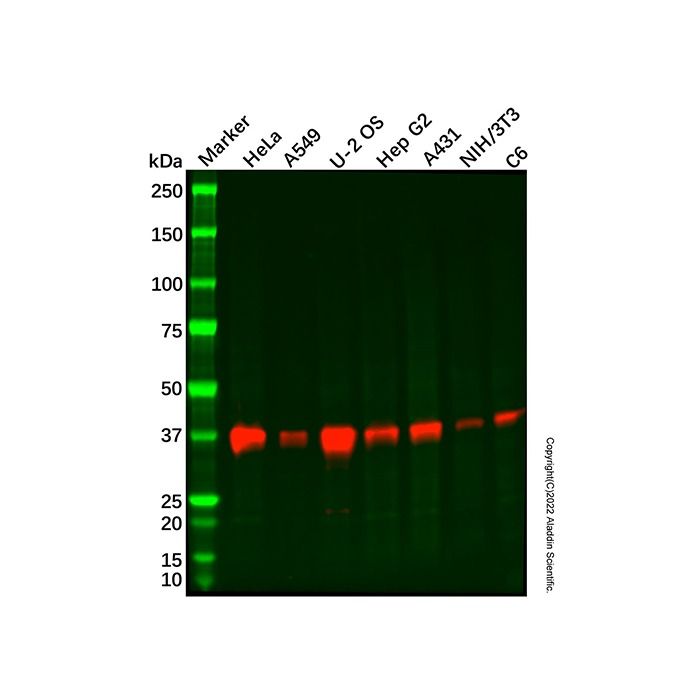 Recombinant PBK/SPK Antibody -    by Aladdin Scientific