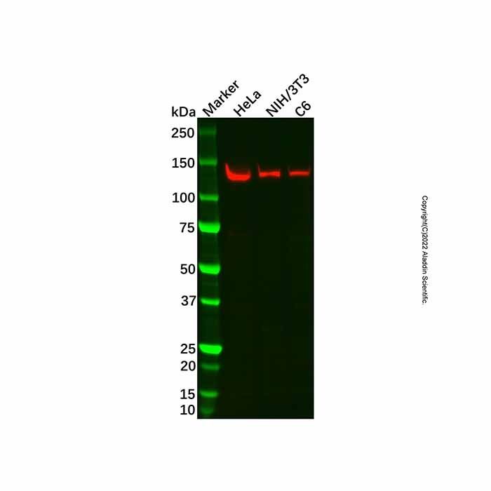 Recombinant PCB Antibody -    by Aladdin Scientific