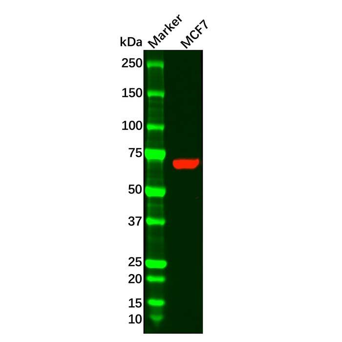 PCK1/PEPC Antibody -    by Aladdin Scientific