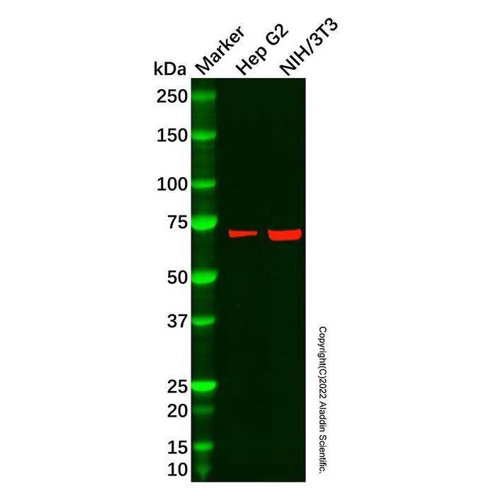 Recombinant PCK2 Antibody -    by Aladdin Scientific