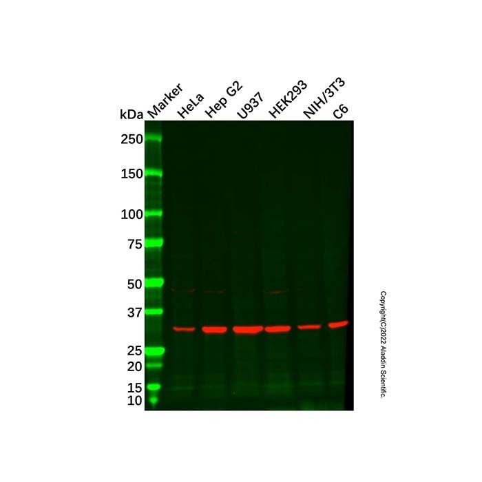 Recombinant PCNA Antibody -    by Aladdin Scientific