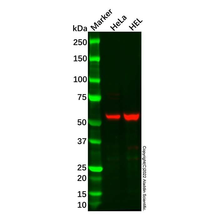 Recombinant PDCD4 Antibody -    by Aladdin Scientific