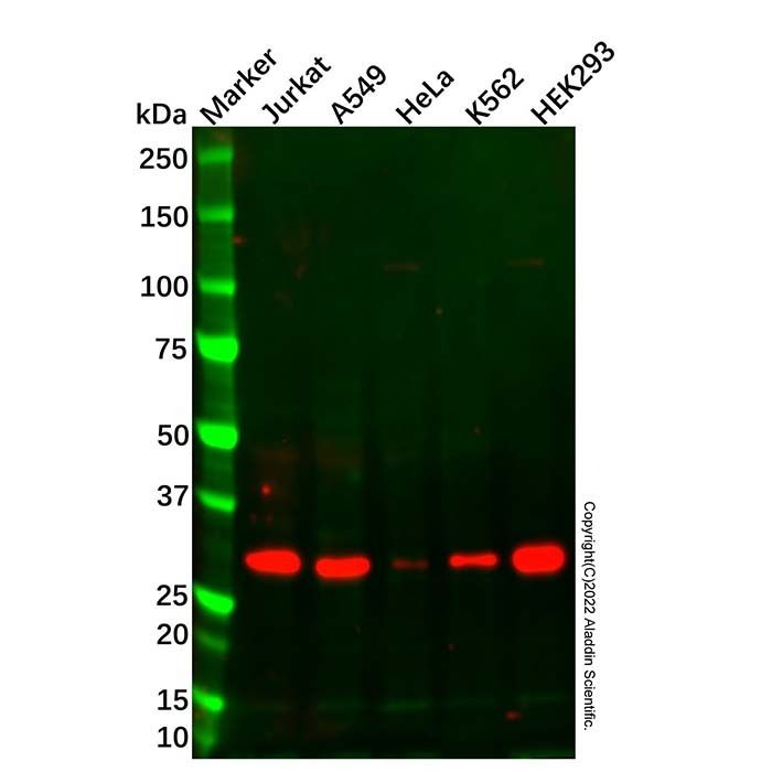 PDCL3 Mouse mAb -    by Aladdin Scientific