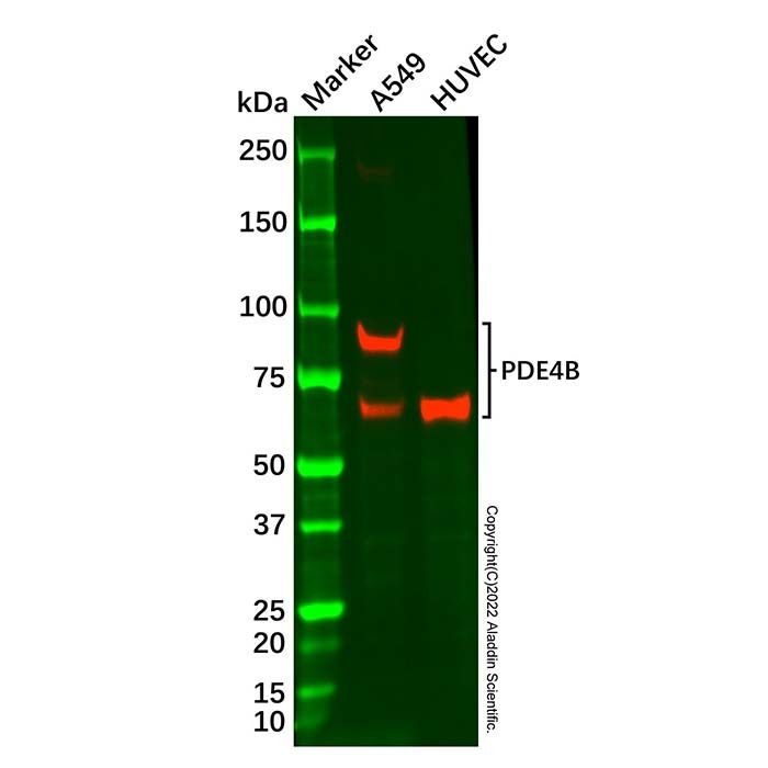 Recombinant PDE4B Antibody -    by Aladdin Scientific