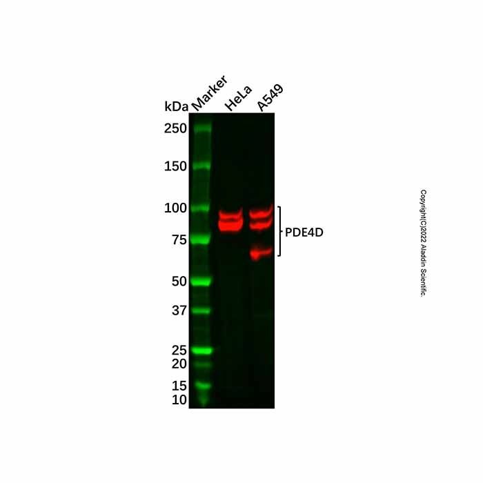 Recombinant PDE4D Antibody -    by Aladdin Scientific