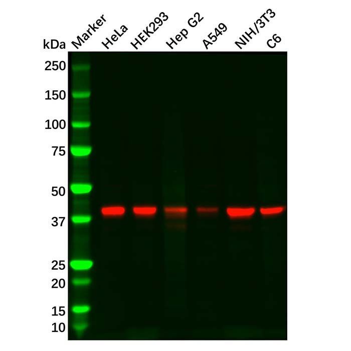 PDHA1 Mouse mAb - by Aladdin Scientific