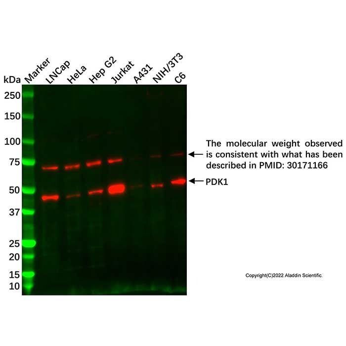 Recombinant PDK1 Antibody -    by Aladdin Scientific