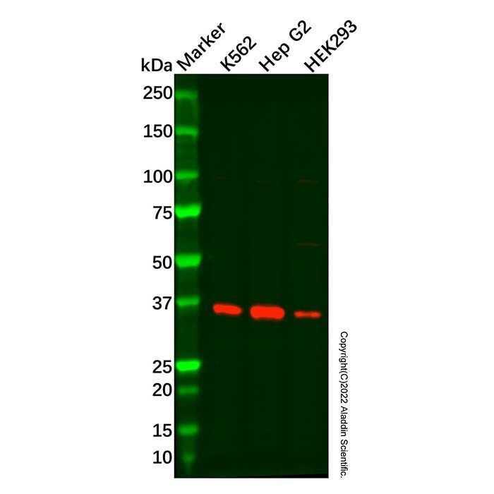 Recombinant PDLIM1/CLP36 Antibody -    by Aladdin Scientific