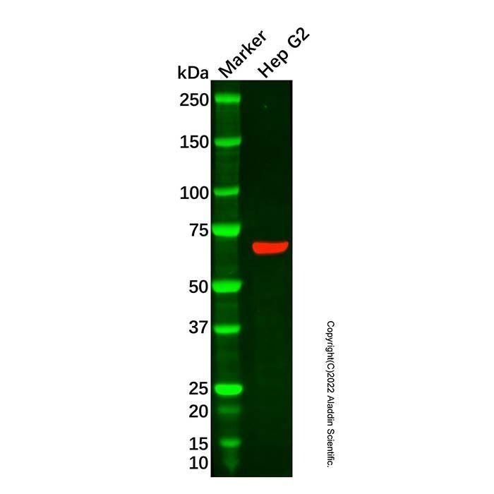Recombinant PDZK1 Antibody -    by Aladdin Scientific