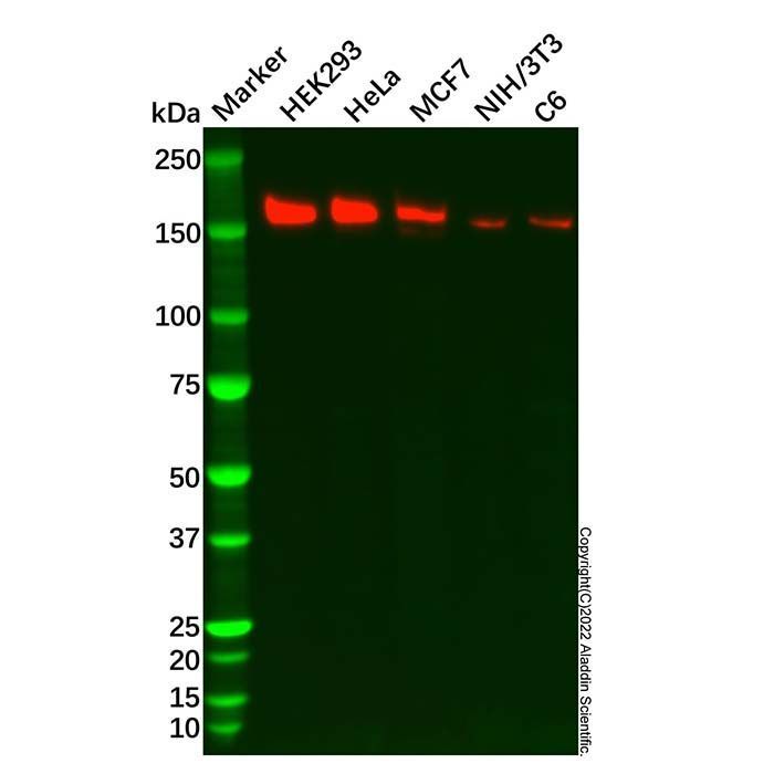 Recombinant PELP1 Antibody -    by Aladdin Scientific