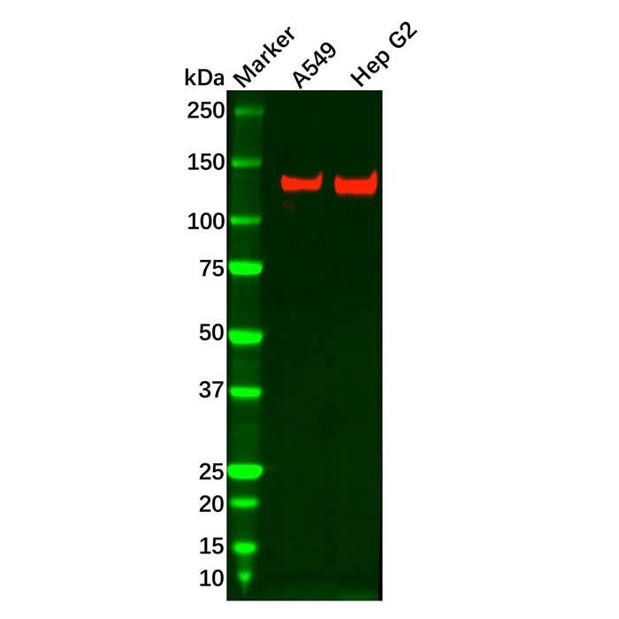 Recombinant PER2 Antibody -    by Aladdin Scientific