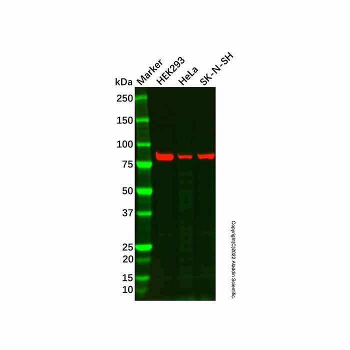 Recombinant Periostin Antibody -    by Aladdin Scientific