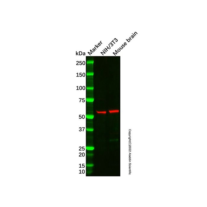 Peripherin Antibody -    by Aladdin Scientific