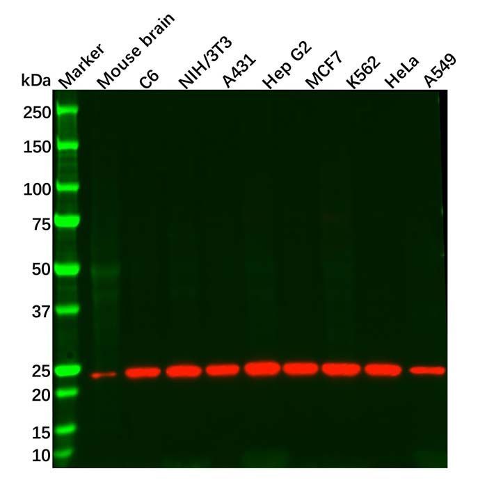 Recombinant Peroxiredoxin 1/PAG Antibody -    by Aladdin Scientific