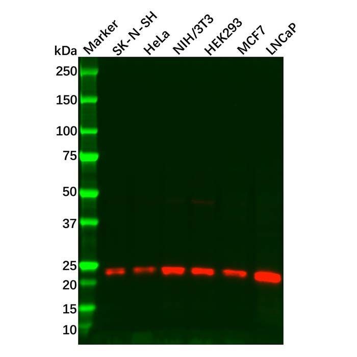 Peroxiredoxin 2/PRP Mouse mAb - by Aladdin Scientific