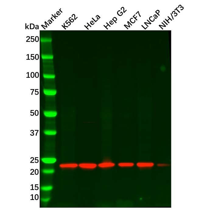 Recombinant Peroxiredoxin 2/PRP Antibody -    by Aladdin Scientific