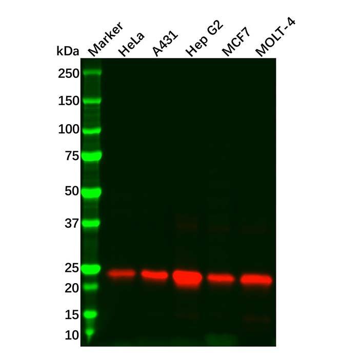 Recombinant Peroxiredoxin 3/PRDX3 Antibody -    by Aladdin Scientific