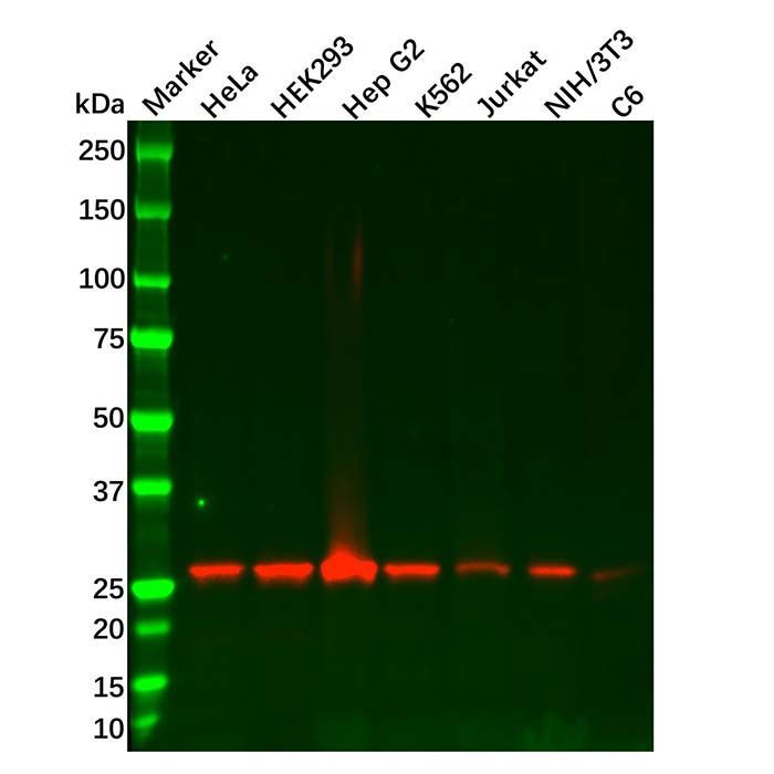 Recombinant Peroxiredoxin 4 Antibody -    by Aladdin Scientific