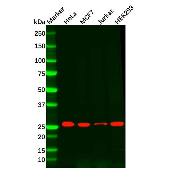 Recombinant Peroxiredoxin 6 Antibody -    by Aladdin Scientific