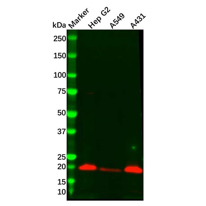Recombinant PERP Antibody -    by Aladdin Scientific