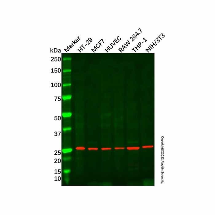 Recombinant PEX11B Antibody -    by Aladdin Scientific