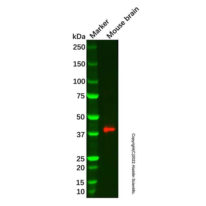 Recombinant PEX19 Antibody -    by Aladdin Scientific