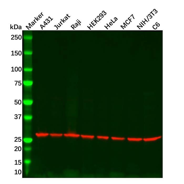 PGAM1 Mouse mAb - by Aladdin Scientific