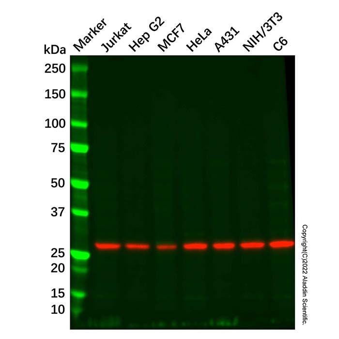 PGAM2 Mouse mAb -    by Aladdin Scientific
