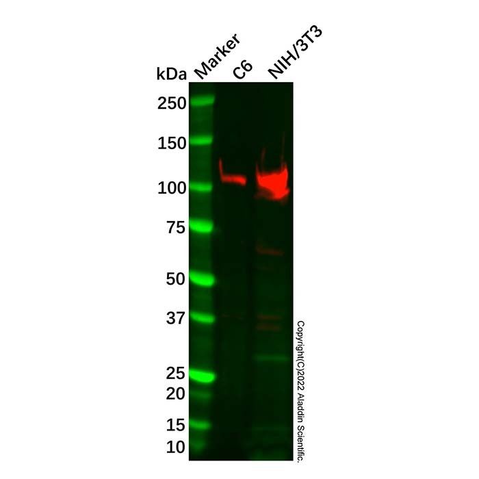 Recombinant PGC1 alpha/beta Antibody -    by Aladdin Scientific