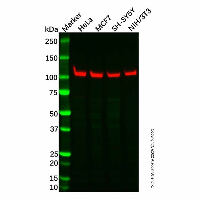 Recombinant PGC1 beta Antibody -    by Aladdin Scientific