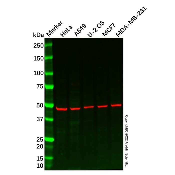 Recombinant PHD1/prolyl hydroxylase Antibody -    by Aladdin Scientific