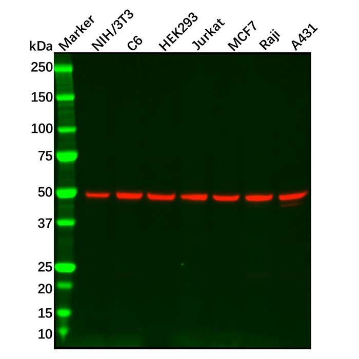 Recombinant PI 3 Kinase p55 gamma Antibody -    by Aladdin Scientific