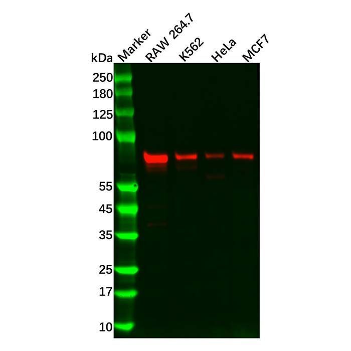 Recombinant PIAS1 Antibody -    by Aladdin Scientific