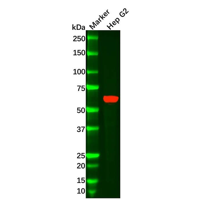 Recombinant PIAS2 Antibody -    by Aladdin Scientific