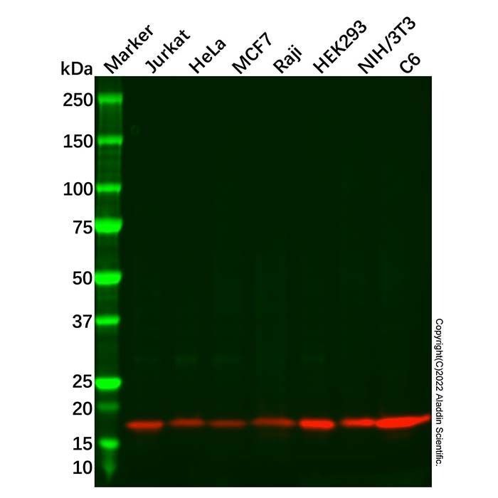 Recombinant Pin1 Antibody -    by Aladdin Scientific