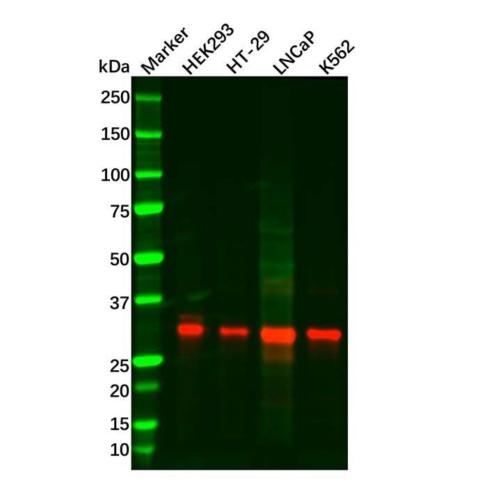 Recombinant Pirh2 Antibody -    by Aladdin Scientific