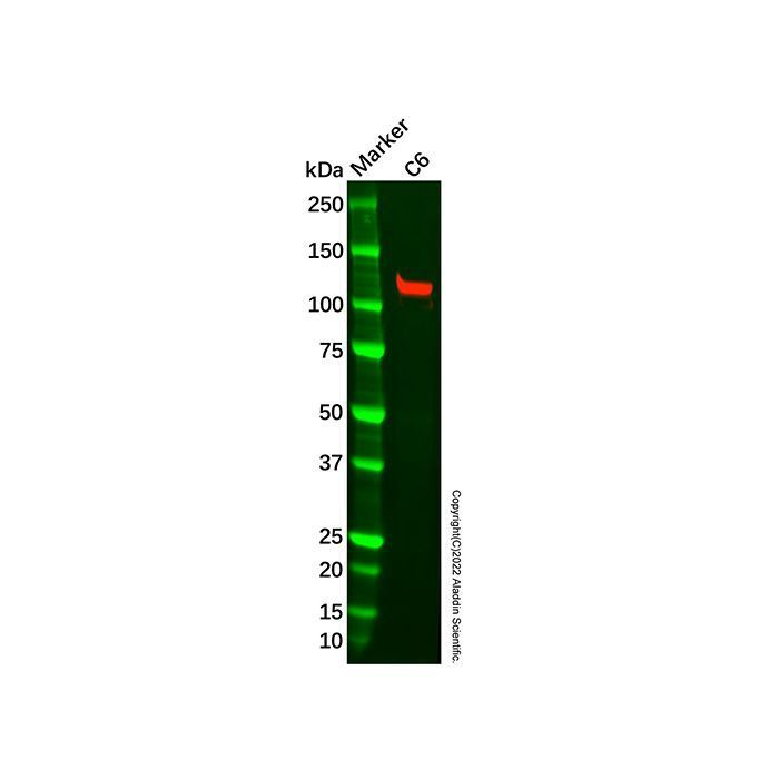 Recombinant PIWIL1 Antibody -    by Aladdin Scientific