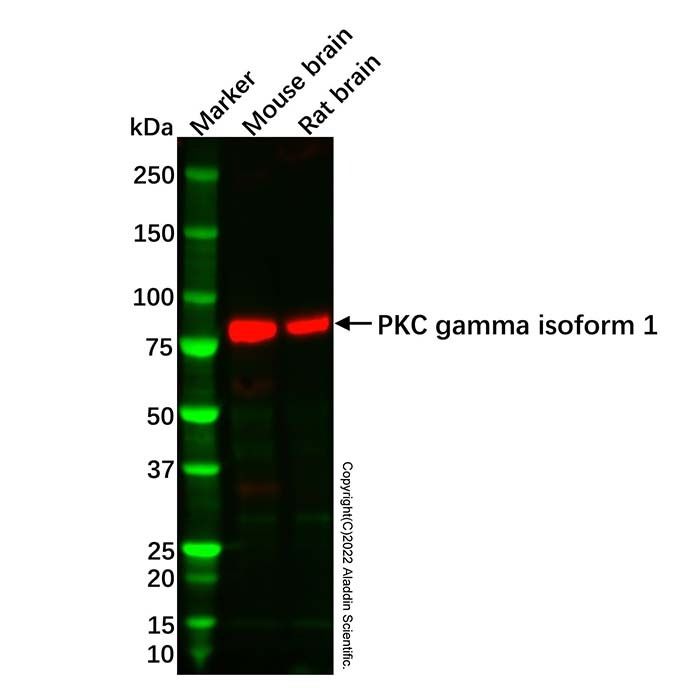 Recombinant PKC gamma Antibody -    by Aladdin Scientific