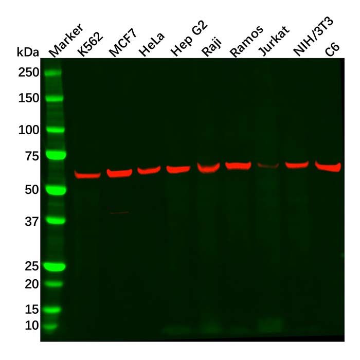 PKM2 Antibody -    by Aladdin Scientific